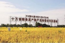 南宁关于成都商务伴游外围雇用的信息